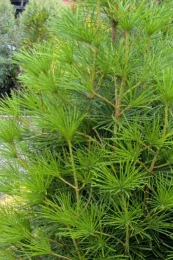 Joe Kozey Japanese Umbrella Pine (Sciadopitys) - 6 Gallon Pot -Foliage Dream Sales Store sciadopitys verticillata joe kozey japanese umbrella pine 4