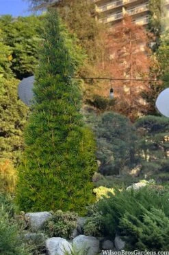 Joe Kozey Japanese Umbrella Pine (Sciadopitys) - 6 Gallon Pot -Foliage Dream Sales Store sciadopitys verticillata joe kozey japanese umbrella pine 6