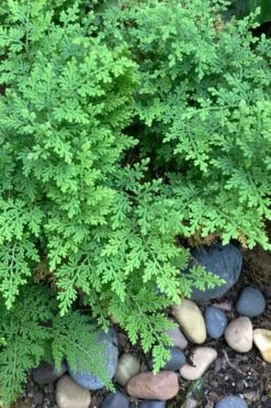 Arborvitae Fern (Selaginella Braunii) - 2.5 Quart Pot -Foliage Dream Sales Store selaginella braunii arborvitae fern 2
