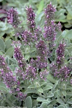 Silky Fleece Dwarf Lambs Ear (Stachys Byzantina) - 10 Pack Of Quarts Pots -Foliage Dream Sales Store stachys byzantine silky fleece lambs ear 101