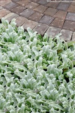 Silky Fleece Dwarf Lambs Ear (Stachys Byzantina) - 10 Pack Of Quarts Pots -Foliage Dream Sales Store stachys byzantine silky fleece lambs ear 104