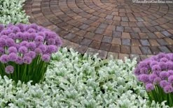 Silky Fleece Dwarf Lambs Ear (Stachys Byzantina) - 10 Pack Of Quarts Pots -Foliage Dream Sales Store stachys byzantine silky fleece lambs ear 105