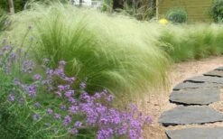 Pony Tails Mexican Feather Grass - Stipa Tennuissima - 6 Pack Of 1 Gallon Pots -Foliage Dream Sales Store stipa tenuissima ponytails mexican feather grass 105