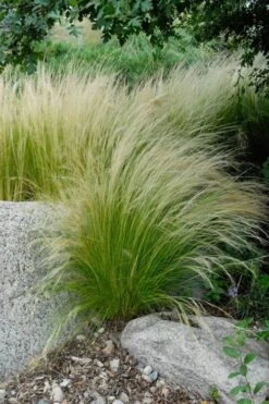 Pony Tails Mexican Feather Grass - Stipa Tennuissima - 6 Pack Of 1 Gallon Pots -Foliage Dream Sales Store stipa tenuissima ponytails mexican feather grass 107