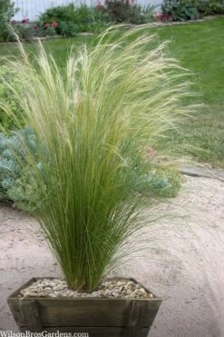 Pony Tails Mexican Feather Grass - Stipa Tennuissima - 6 Pack Of 1 Gallon Pots -Foliage Dream Sales Store stipa tenuissima ponytails mexican feather grass 111