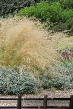 Pony Tails Mexican Feather Grass - Stipa Tennuissima - 6 Pack Of 1 Gallon Pots -Foliage Dream Sales Store stipa tenuissima ponytails mexican feather grass 117