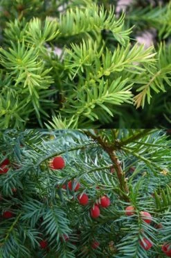 Spreading English Yew (Taxus Baccata 'Repandens) - 3 Gallon Pot -Foliage Dream Sales Store taxus baccata repandens speading english yew 10