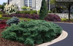 Spreading English Yew (Taxus Baccata 'Repandens) - 3 Gallon Pot -Foliage Dream Sales Store taxus baccata repandens speading english yew 2