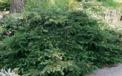 Spreading English Yew (Taxus Baccata 'Repandens) - 1 Gallon Pot -Foliage Dream Sales Store taxus baccata repandens speading english yew 6 1