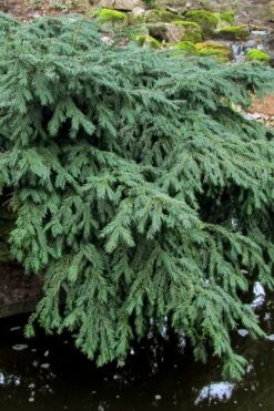 Spreading English Yew (Taxus Baccata 'Repandens) - 1 Gallon Pot -Foliage Dream Sales Store taxus baccata repandens speading english yew 8 1