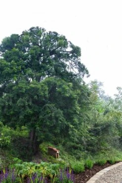 Chinese Yew Tree (Taxus Chinensis) - 3 Gallon Pot -Foliage Dream Sales Store taxus chinensis chinese yew 2