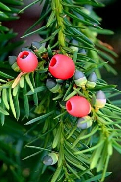 Chinese Yew Tree (Taxus Chinensis) - 3 Gallon Pot -Foliage Dream Sales Store taxus chinensis chinese yew tree 2