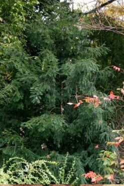 Chinese Yew Tree (Taxus Chinensis) - 3 Gallon Pot -Foliage Dream Sales Store taxus chinensis chinese yew tree 3