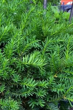 Capitata Upright Yew (Taxus Cuspidata) - 6 Gallon Pot -Foliage Dream Sales Store taxus cuspidata capitata upright japanese yew 3
