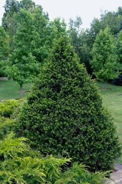 Capitata Upright Yew (Taxus Cuspidata) - 6 Gallon Pot -Foliage Dream Sales Store taxus cuspidata capitata upright japanese yew 4