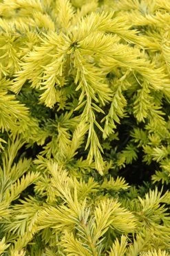 Sunburst Yew (Taxus X Media) - 2 Gallon Pot -Foliage Dream Sales Store taxus media sunburst yew 1