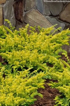 Sunburst Yew (Taxus X Media) - 2 Gallon Pot -Foliage Dream Sales Store taxus x media sunburst yew 2