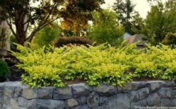 Sunburst Yew (Taxus X Media) - 2 Gallon Pot -Foliage Dream Sales Store taxus x media sunburst yew 7