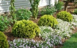 Anna's Magic Ball Arborvitae (Thuja) - 3 Gallon Pot -Foliage Dream Sales Store thuja annas magic ball arborvitae 1