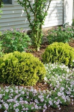 Anna's Magic Ball Arborvitae (Thuja) - 3 Gallon Pot -Foliage Dream Sales Store thuja annas magic ball arborvitae 3