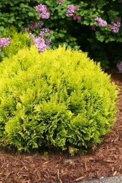 Anna's Magic Ball Arborvitae (Thuja) - 3 Gallon Pot -Foliage Dream Sales Store thuja annas magic ball arborvitae 4