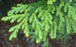 Hiba Arborvitae (Thujopsis Dolabrata) - 3 Gallon Pot 12 Hiba Arborvitae (Thujopsis Dolabrata) - 3 Gallon Pot -Foliage Dream Sales Store thujopsis dolabrata hiba arborvitae 1