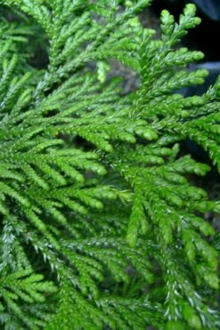 Hiba Arborvitae (Thujopsis Dolabrata) - 3 Gallon Pot 15 Hiba Arborvitae (Thujopsis Dolabrata) - 3 Gallon Pot -Foliage Dream Sales Store thujopsis dolabrata hiba arborvitae 10