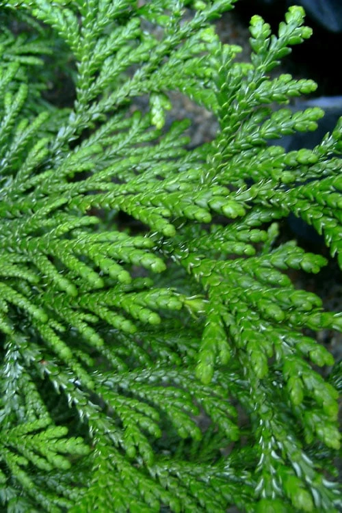 Hiba Arborvitae (Thujopsis Dolabrata) - 3 Gallon Pot 7 Hiba Arborvitae (Thujopsis Dolabrata) - 3 Gallon Pot - Image 7