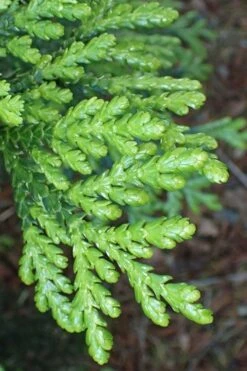 Hiba Arborvitae (Thujopsis Dolabrata) - 3 Gallon Pot 11 Hiba Arborvitae (Thujopsis Dolabrata) - 3 Gallon Pot -Foliage Dream Sales Store thujopsis dolabrata hiba arborvitae 11