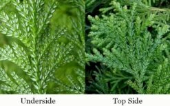 Hiba Arborvitae (Thujopsis Dolabrata) - 3 Gallon Pot 14 Hiba Arborvitae (Thujopsis Dolabrata) - 3 Gallon Pot -Foliage Dream Sales Store thujopsis dolabrata hiba arborvitae 4
