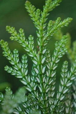 Hiba Arborvitae (Thujopsis Dolabrata) - 3 Gallon Pot 16 Hiba Arborvitae (Thujopsis Dolabrata) - 3 Gallon Pot -Foliage Dream Sales Store thujopsis dolabrata hiba arborvitae 5