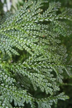 Hiba Arborvitae (Thujopsis Dolabrata) - 3 Gallon Pot 17 Hiba Arborvitae (Thujopsis Dolabrata) - 3 Gallon Pot -Foliage Dream Sales Store thujopsis dolabrata hiba arborvitae 7