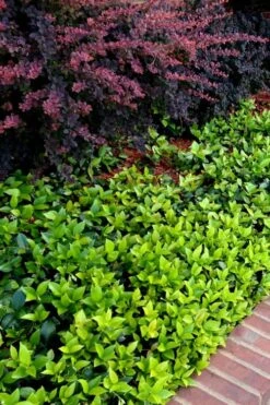 Asian Jasmine - Asiatic Jasmine - 6 Pack Of Pint Pots -Foliage Dream Sales Store trachelospermum asiaticum asian jasmine 2