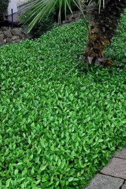 Asian Jasmine - Asiatic Jasmine - 6 Pack Of Pint Pots -Foliage Dream Sales Store trachelospermum asiaticum asian jasmine 3