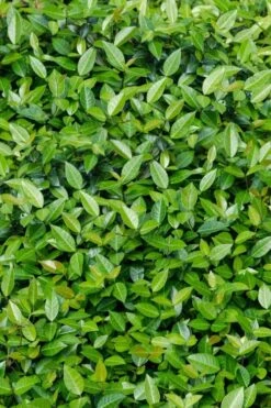Asian Jasmine - Asiatic Jasmine - 6 Pack Of Pint Pots -Foliage Dream Sales Store trachelospermum asiaticum asian jasmine 6