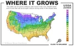 Fierce Falcon Ajuga (Bugleweed) - 5 Pack Of Quart Pots -Foliage Dream Sales Store usda zone map 1