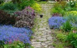 Georgia Blue Veronica Umbrosa - 1 Gallon Pot 8 Georgia Blue Veronica Umbrosa - 1 Gallon Pot -Foliage Dream Sales Store veronica peduncularis georgia blue speedwell 1