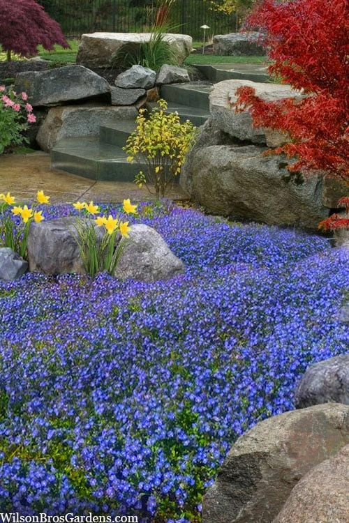 Georgia Blue Veronica Umbrosa - 1 Gallon Pot 1 Georgia Blue Veronica Umbrosa - 1 Gallon Pot