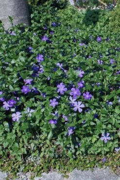 Bigleaf Periwinkle (Vinca Major) - 6 Pack Of Pint Pots -Foliage Dream Sales Store vinca major bigleaf periwinkle 10