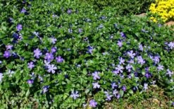 Bigleaf Periwinkle (Vinca Major) - 6 Pack Of Pint Pots -Foliage Dream Sales Store vinca major bigleaf periwinkle 11