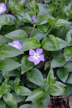 Bigleaf Periwinkle (Vinca Major) - 6 Pack Of Pint Pots -Foliage Dream Sales Store vinca major bigleaf periwinkle 12