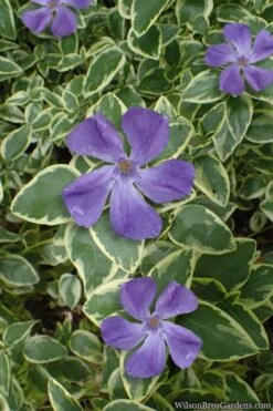 Variegated Bigleaf Periwinkle (Vinca Major 'Variegata') - 18 Pack Of Pint Pots -Foliage Dream Sales Store vinca major variegata big leaf periwinkle 10