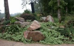 Variegated Bigleaf Periwinkle (Vinca Major 'Variegata') - 18 Pack Of Pint Pots -Foliage Dream Sales Store vinca major variegata big leaf periwinkle 12