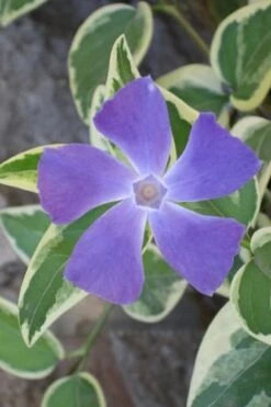 Variegated Bigleaf Periwinkle (Vinca Major 'Variegata') - 18 Pack Of Pint Pots