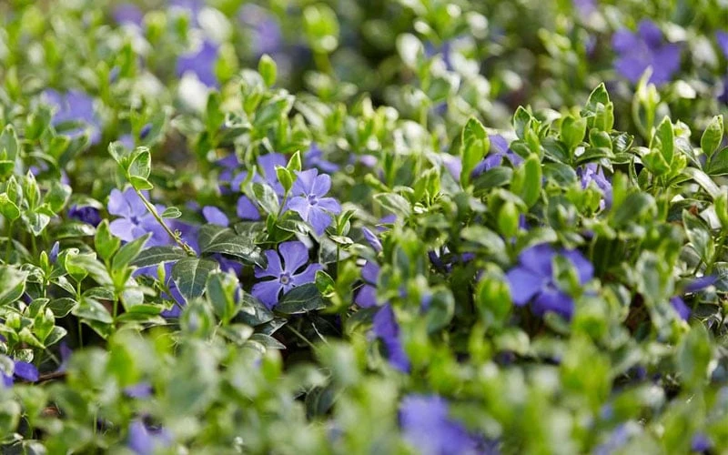 Ralph Shugert Variegated Periwinkle - Vinca Minor - 3 Pack Of Pint Pots 8 Ralph Shugert Variegated Periwinkle - Vinca Minor - 3 Pack Of Pint Pots - Image 8