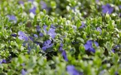 Ralph Shugert Variegated Periwinkle - Vinca Minor - 5 Pack Of Pint Pots -Foliage Dream Sales Store vinca minor ralph shugert variegated evergreen periwinkle 3