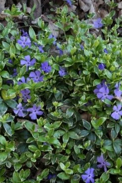 Ralph Shugert Variegated Periwinkle - Vinca Minor - 5 Pack Of Pint Pots -Foliage Dream Sales Store vinca minor ralph shugert variegated evergreen periwinkle 4