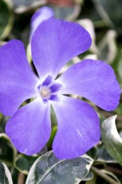 Ralph Shugert Variegated Periwinkle - Vinca Minor - 3 Pack Of Pint Pots 11 Ralph Shugert Variegated Periwinkle - Vinca Minor - 3 Pack Of Pint Pots -Foliage Dream Sales Store vinca minor ralph shugert variegated evergreen periwinkle 6 1