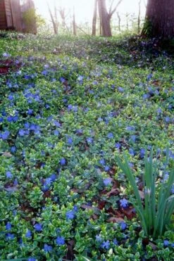 Ralph Shugert Variegated Periwinkle - Vinca Minor - 5 Pack Of Pint Pots -Foliage Dream Sales Store vinca minor ralph shugert variegated evergreen periwinkle 7