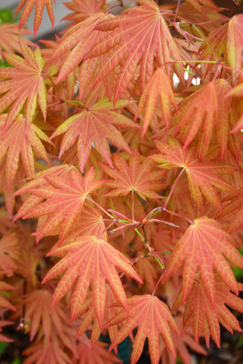 Foliage Dream Sales Store -Foliage Dream Sales Store Japanese Maple Autumn Moon 2